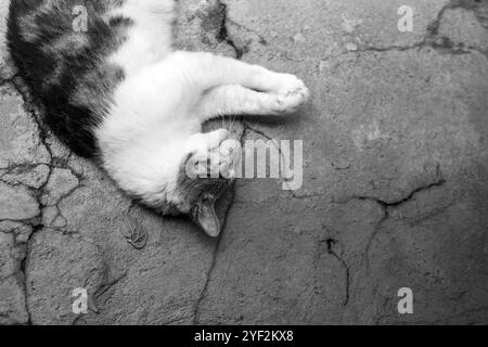 Goiania, Goias, Brazil – October 29, 2024: A tabby cat lying on the concrete floor. Black and white image. Stock Photo