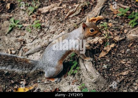 Squirrel in the park of Turin Stock Photo