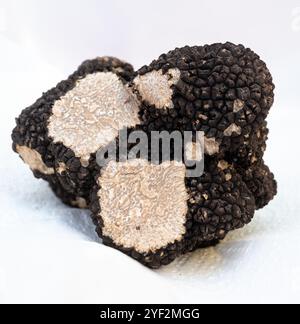 Winter truffle fair in Sarlat-le-Caneda, Perigord Noir, Dordogne, one huge black winter truffle, tasty aromatic expensive mushroom Stock Photo