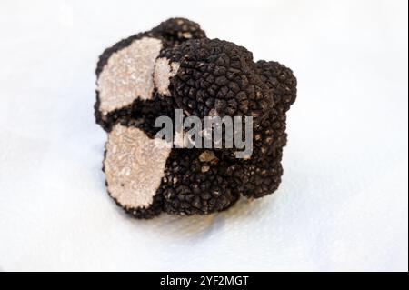 Winter truffle fair in Sarlat-le-Caneda, Perigord Noir, Dordogne, one huge black winter truffle, tasty aromatic expensive mushroom Stock Photo