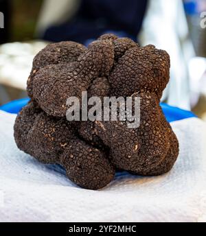 Winter truffle fair in Sarlat-le-Caneda, Perigord Noir, Dordogne, one huge black winter truffle, tasty aromatic expensive mushroom Stock Photo