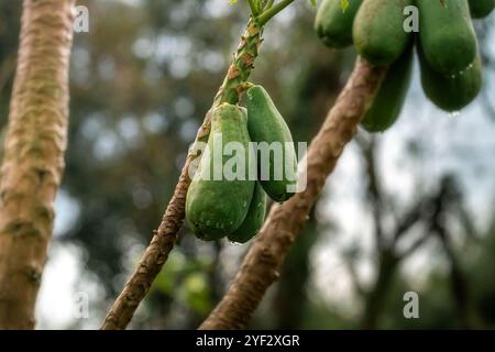 Green Papaya Fruit on Tree (Carica papaya) Stock Photo