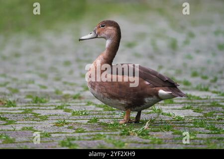 Female Rosy-billed Pochard duck (Netta peposaca) Stock Photo