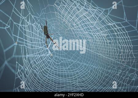 Female Golden silk orb-weaver spider (Trichonephila clavipes) Stock Photo