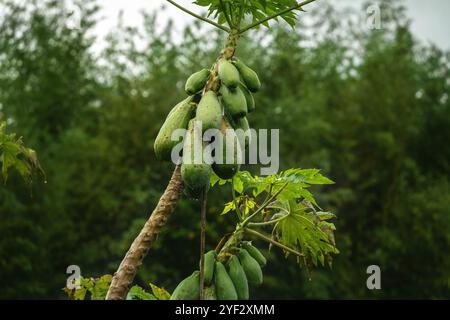 Green Papaya Fruit on Tree (Carica papaya) Stock Photo