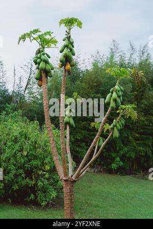 Green Papaya Fruit on Tree (Carica papaya) Stock Photo