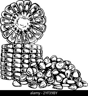 Sliced corn cobs and a handful of grains. Vector graphics with the image of corn. Black and white hand-drawn illustration. On a white background. Grea Stock Vector