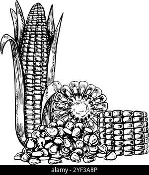 A corn cob, a sliced cob and a handful of grains. Vector graphic composition with an image of corn. Black and white hand-drawn illustration. On a whit Stock Vector