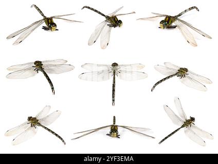 Dragonfly isolated on white, collage. Flying insect Stock Photo