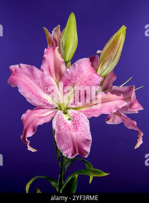 A close-up shot of a pink Oriental lily in full bloom with dewdrops on its petals, surrounded by green buds, set against a rich purple background. Stock Photo