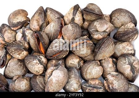 close up view of multiple  blood clams Stock Photo