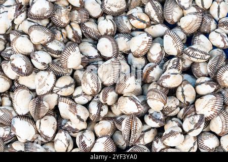 close up view of multiple  blood clams Stock Photo