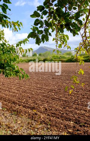 A ploughed field seen through trees at the edge of a town on the holiday island of Mallorca. A white painted building is visible in the distance. Stock Photo