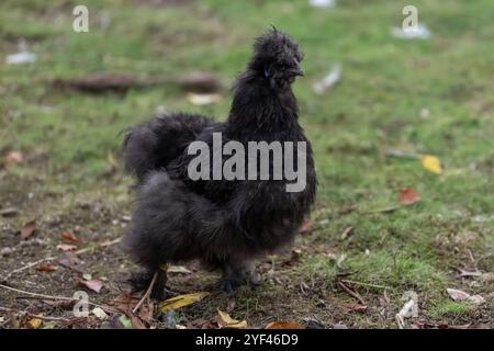 Nancy, France - View on a female Silkie in a henhouse in a park in the city of Nancy. Stock Photo
