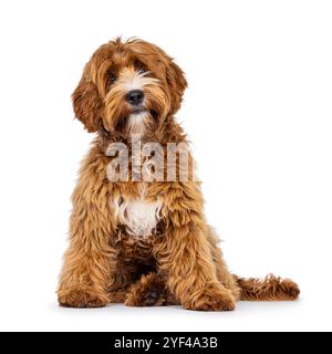Adorable young labradoodle dog pup with white spots, sitting up facing front. Looking towards camera with cute head tilt. Isolated on a white backgrou Stock Photo