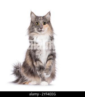 Adult blue tortie Norwegian Forestcat, sitting up facing front. Looking towards camera with one paw playful in air. Isolated on a white background. Stock Photo