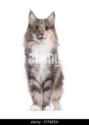 Adult blue tortie Norwegian Forestcat, standing facing front. Looking towards camera. Isolated on a white background. Stock Photo