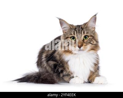 Sweet black tabby blotched Norwegian Forestcat kitten, laying down facing front. Looking towards camera with mesmerising green eyes. Isolated on white Stock Photo