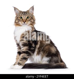 Sweet black tabby blotched Norwegian Forestcat kitten, sitting up side ways. Looking towards camera with mesmerising green eyes. Isolated on white bac Stock Photo