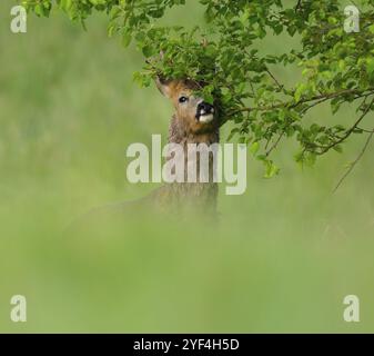 Roe deer (Capreolus capreolus), roebuck with beginning hair change rubbing its head on a branch, wildlife, Thuringia, Germany, Europe Stock Photo