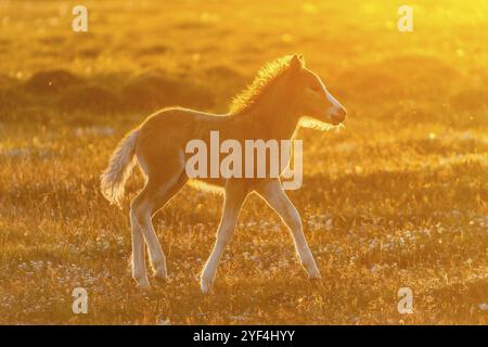 Foal, Icelandic horse (Equus islandicus), in the light of the midnight sun, Hofsos or Hofsos, SkagafjoerÃ°ur, NorÃ°urland, Iceland, Europe Stock Photo