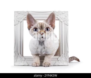 Adorable Devon Rex cat kitten, laying through white image frame. Looking curious towards camera with blue eyes. Isolated on a white background. Stock Photo