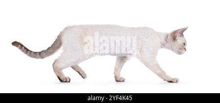 Adorable Devon Rex cat kitten, walking side ways. Looking straight ahead away from camera showing profile. Isolated on a white background. Stock Photo