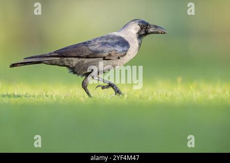 Glossy crow, (Corvus splendens), omnivore, genus of ravens and crows, corvids, Al Qurm Park, Muscat, Oman, Asia Stock Photo