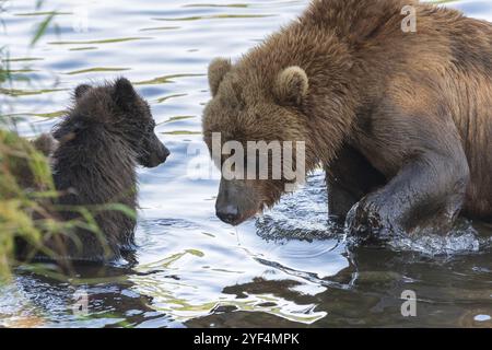 Kamchatka brown she-bear with cub fishing red salmon fish in river during fish spawning. Wild predators in natural habitat. Kamchatka Peninsula, Russi Stock Photo