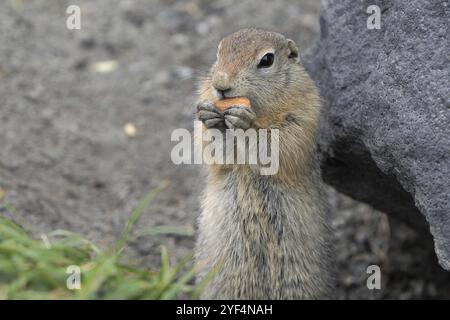 Expression Arctic ground squirrel eating cracker holding food in paws. Cute curious wild animal of genus of medium sized rodents of squirrel family. E Stock Photo