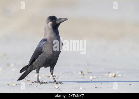 Glossy crow, (Corvus splendens), omnivore, genus of ravens and crows, corvids, Raysut, Salalah, Dhofar, Oman, Asia Stock Photo