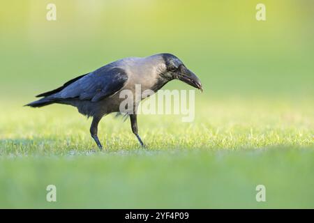 Glossy crow, (Corvus splendens), omnivore, genus of ravens and crows, corvids, Al Qurm Park, Muscat, Oman, Asia Stock Photo