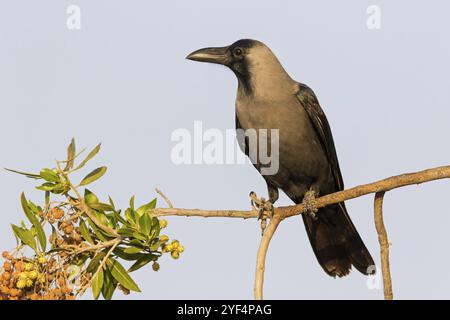 Glossy crow, (Corvus splendens), omnivore, genus of ravens and crows, corvids, Muscat, Oman, Asia Stock Photo