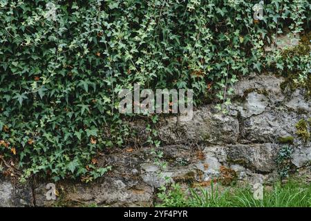 Old stone wall and green ivy. Old stone wall with ivy as background Stock Photo