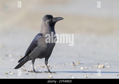 Glossy crow, (Corvus splendens), omnivore, genus of ravens and crows, corvids, Raysut, Salalah, Dhofar, Oman, Asia Stock Photo