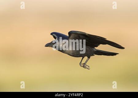 Glossy crow, (Corvus splendens), omnivore, genus of ravens and crows, corvids, Raysut, Salalah, Dhofar, Oman, Asia Stock Photo