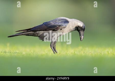 Glossy crow, (Corvus splendens), omnivore, genus of ravens and crows, corvids, Al Qurm Park, Muscat, Oman, Asia Stock Photo