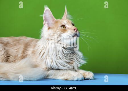 Portrait of red tabby male American Forest Cat lying down on light blue and green background, looks up Stock Photo