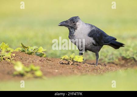 Glossy crow, (Corvus splendens), omnivore, genus of ravens and crows, corvids, Al Qurm Park, Muscat, Oman, Asia Stock Photo