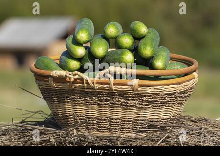 Wicker basket with freshly picked organic cucumbers on background of rural landscape, wooden house and forest on farm. Summer and freshly healthy eco Stock Photo