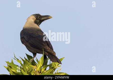 Glossy crow, (Corvus splendens), omnivore, genus of ravens and crows, corvids, Quaryyat, Muscat, Oman, Asia Stock Photo