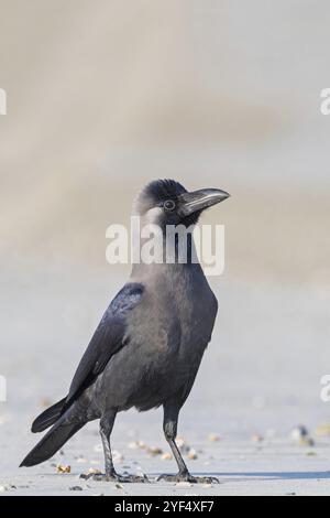 Glossy crow, (Corvus splendens), omnivore, genus of ravens and crows, corvids, Raysut, Salalah, Dhofar, Oman, Asia Stock Photo