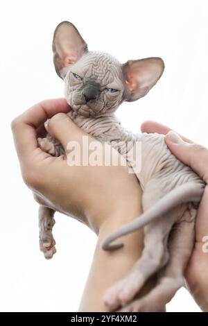 Human hands tenderly holding kitten of Canadian Sphynx on white background Stock Photo