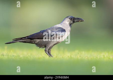 Glossy crow, (Corvus splendens), omnivore, genus of ravens and crows, corvids, Al Qurm Park, Muscat, Oman, Asia Stock Photo