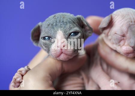 Purebred newborn kittens in woman's hand on blue background. Nice kitten of color black and white looking at camera, sphynx cat of color blue and whit Stock Photo