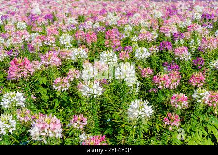 Pink Cleome hassleriana flower on the flowerbed in the garden. Species of Cleome are commonly known as spider flowers Stock Photo