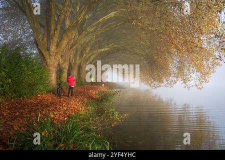 Essen, North Rhine-Westphalia, Germany - Golden autumn at Lake Baldeney. Cyclists and joggers in the morning mist on the lakeside path under plane tre Stock Photo