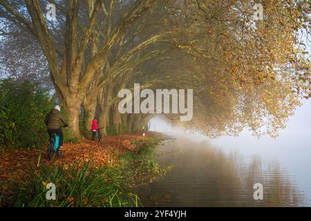 Essen, North Rhine-Westphalia, Germany - Golden autumn at Lake Baldeney. Cyclists and joggers in the morning mist on the lakeside path under plane tre Stock Photo