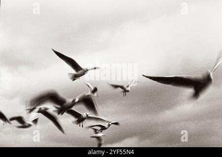 Artistic photo of flying seagulls photographed monochrome in sepia style analogue Stock Photo