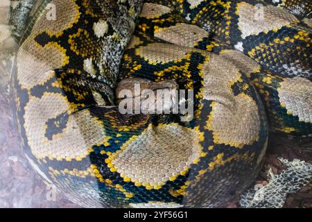 python snake on the wild Stock Photo